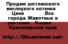 Продам шотланского вислоухого котенка › Цена ­ 10 000 - Все города Животные и растения » Кошки   . Красноярский край